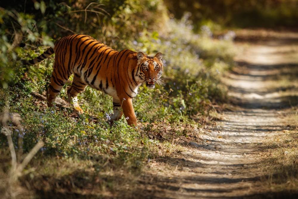 4-Day Ranthambhore Tiger Safari Tour to Agra and Jaipur from Delhi